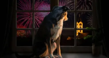 Cómo cuidar a tu perrito en Navidad: consejos para protegerlos de la pirotecnia