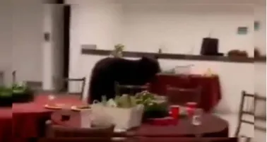 Oso negro irrumpe en posada navideña en Nuevo León y se come la cena