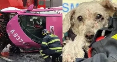 VIDEO: Muere taxista en trágico accidente en San Antonio Abad; rescatan con vida a su perrito