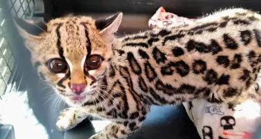 Profepa rescata a tigrillo en estado crítico por deshidratación en Álvaro Obregón, CDMX