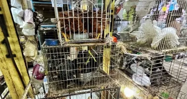 Mercado de Sonora dejará de vender animales desde el 1 de enero 2026