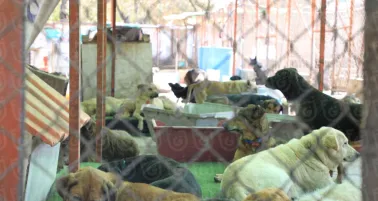 Más de 900 perros y gatos fueron rescatados del Refugio Franciscano en CDMX por presunto maltrato
