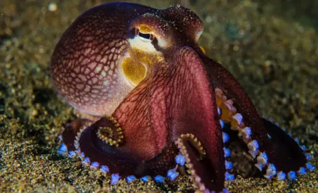 VIDEO: turista juega con pulpo sin saber que era altamente venenoso