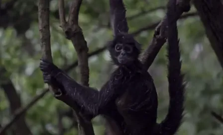 VIDEO: Mono araña ingresa a una tienda en Chiapas y muerde a una mujer