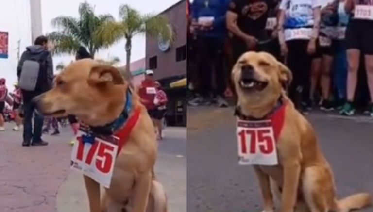 El 'Chicles', el perro maratonista de Tijuana que causa revuelo en redes  sociales