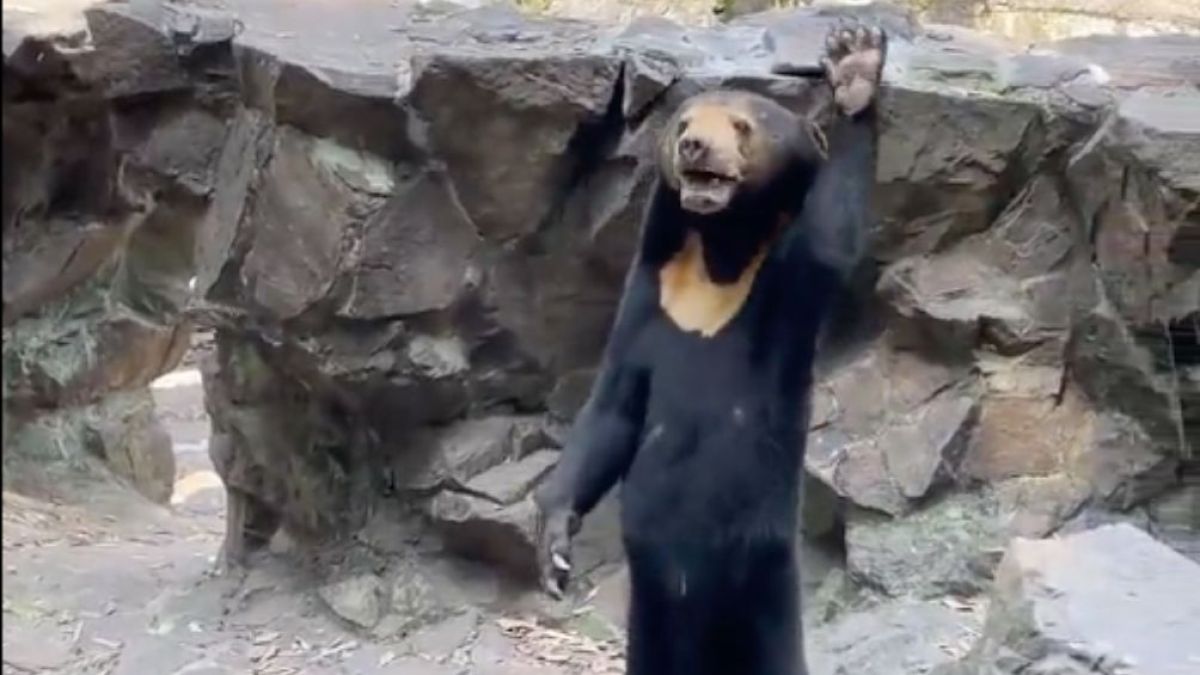Zoológico chino niega que sus osos sean personas disfrazadas tras video  viral