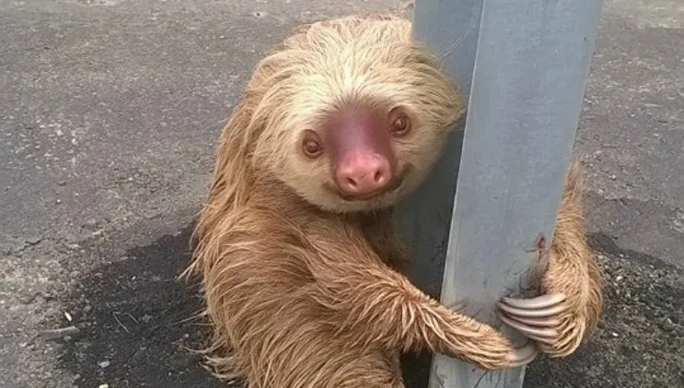 El perezoso se mantiene aferrado al poste de la muralla de contención