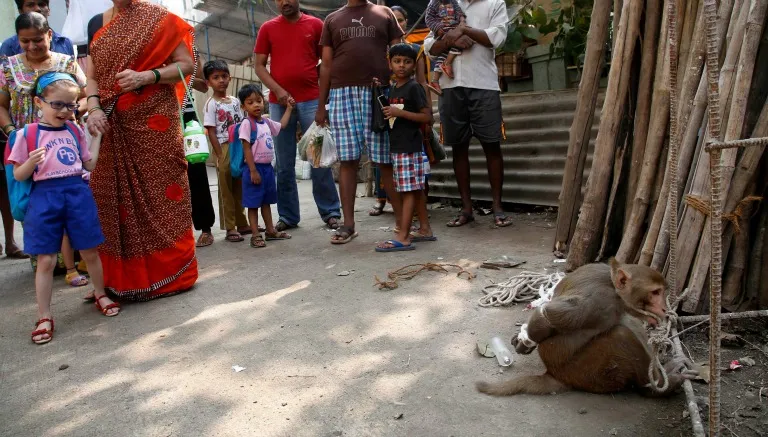 AP El mono fue capturado y atado