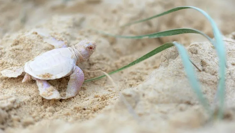 Alby sale de su nido