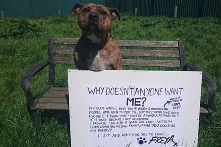 ESPECIAL Freya, junto a un letrero en el que se pregunta por qué nadie la adopta