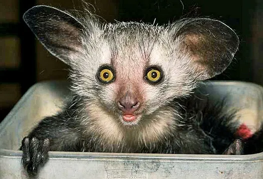 El Aye Aye es una especie en peligro de extinción