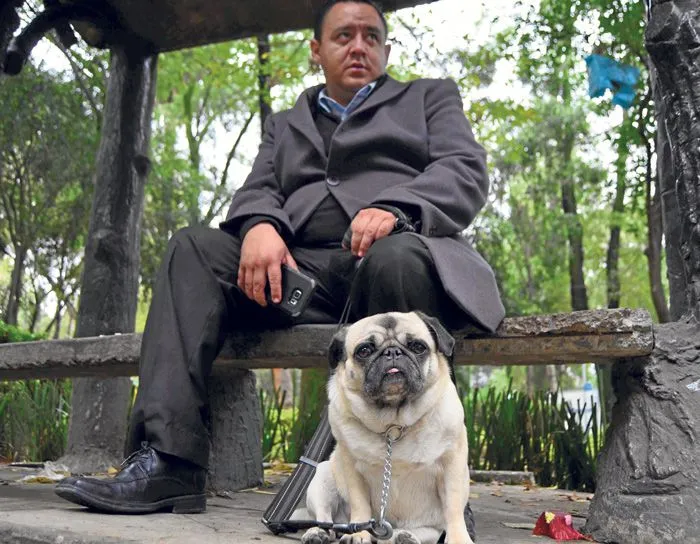 Dueño pasea con su perrito Pug