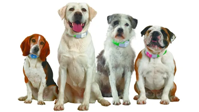 ESPECIAL Perros usando un collar con GPS