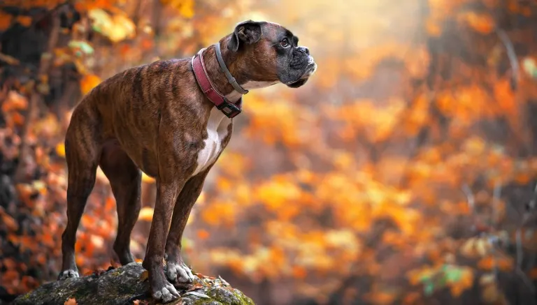ESPECIAL Una foto más de la temporada Otoñal