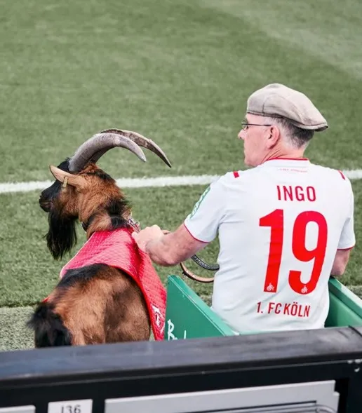 Hennes IX, la mascota oficial del Colonia