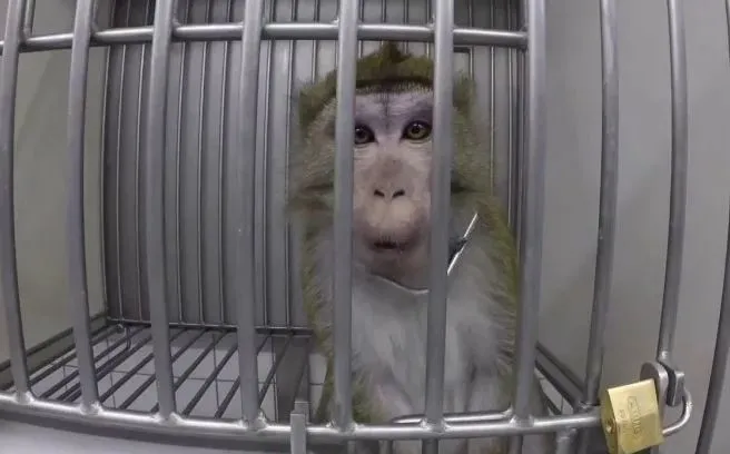 AP Mono de laboratorio en su jaula
