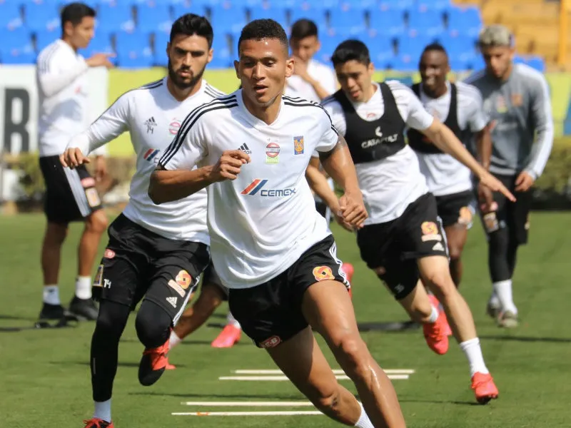 Tigres en entrenamiento