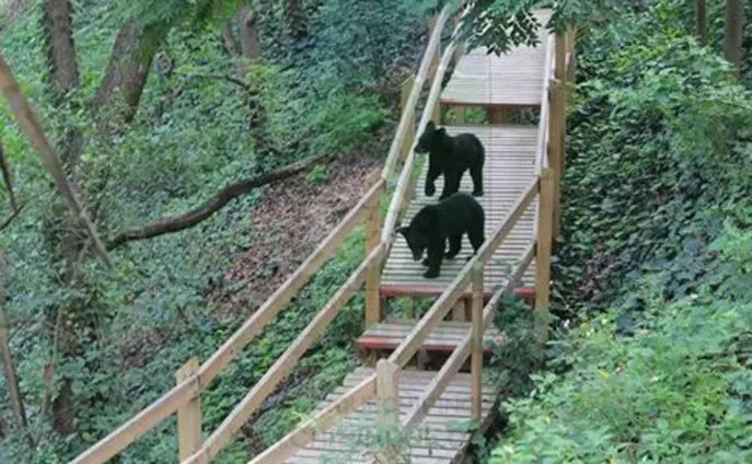 Los osos que hay en Chipenique