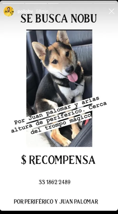 INSTAGRAM @POLLOBV Nobu, mascota del Pollo Briseño