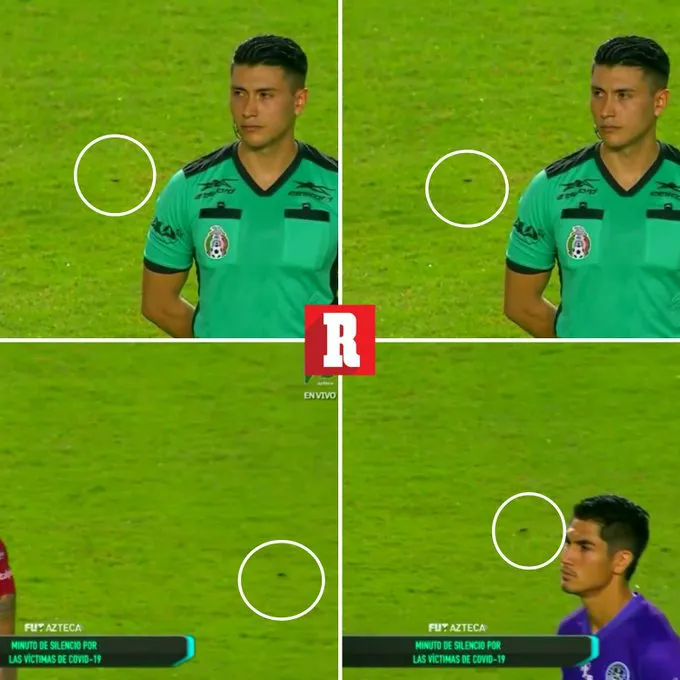 Los insectos del Kraken