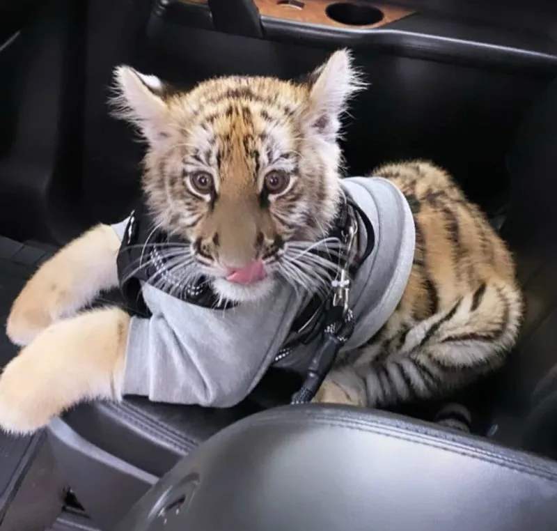 ESPECIAL Tigre en paseo