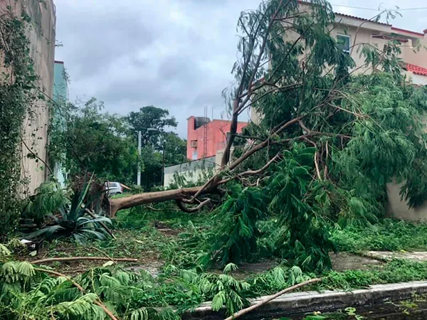 JORGE JARAMILLO Árbol caído en Cancún