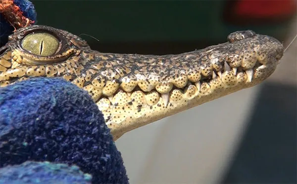 El animal estará custodiado por la Procuraduría Federal de Protección al Ambiente