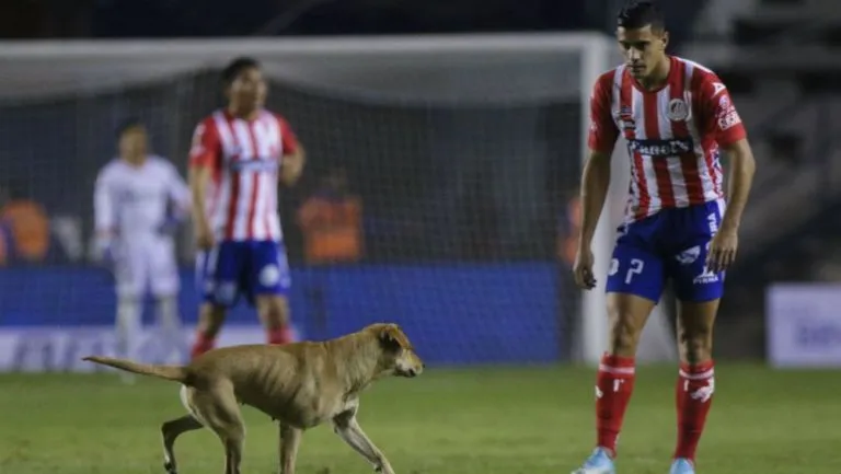 IMAGO7 Germán Berterame y el perro en el Atlético San Luis vs Cruz Azul