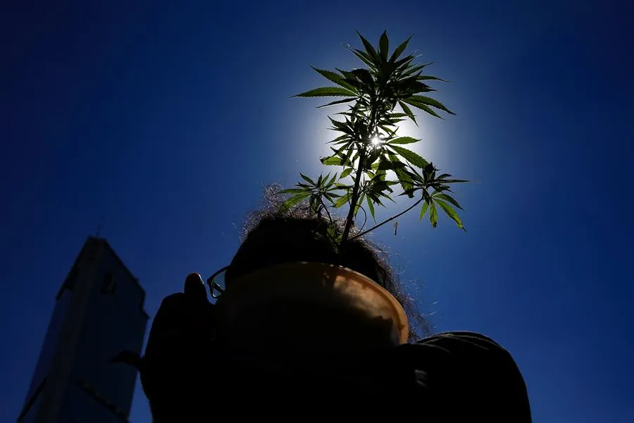 Una mujer carga una planta de marihuana