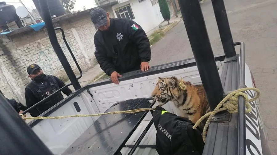 FACEBOOK GOBIERNO MUNICIPAL DE CUAUTITLÁN IZCALLI Tigre de bengala fue capturado en Cuautitlán Izcalli