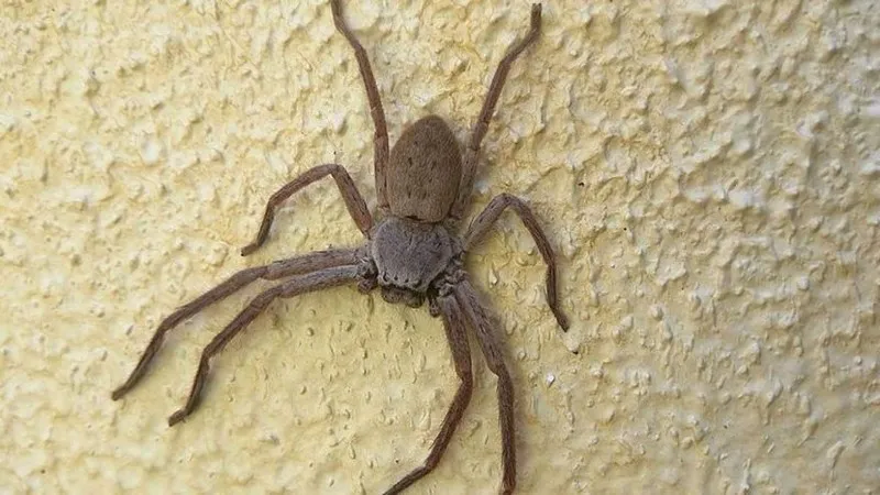 ESPECIAL Así luce una araña huntsman