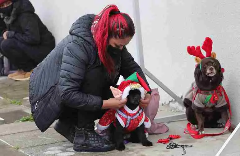 EFE Mascotas en navidad