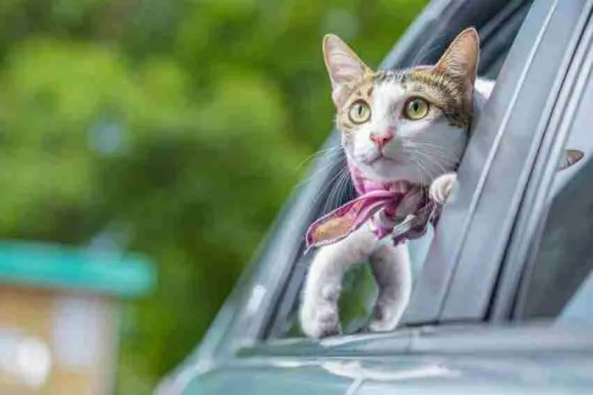 TWITTER: @PetFanMexico Gato siendo transportado en un vehículo