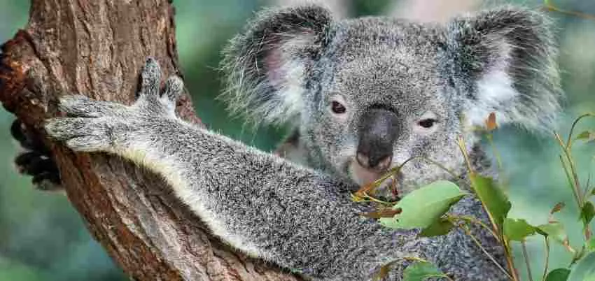 Australia declaró en peligro de extinción al Koala
