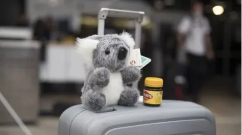 Peluche de Koala es regalado en aeropuerto