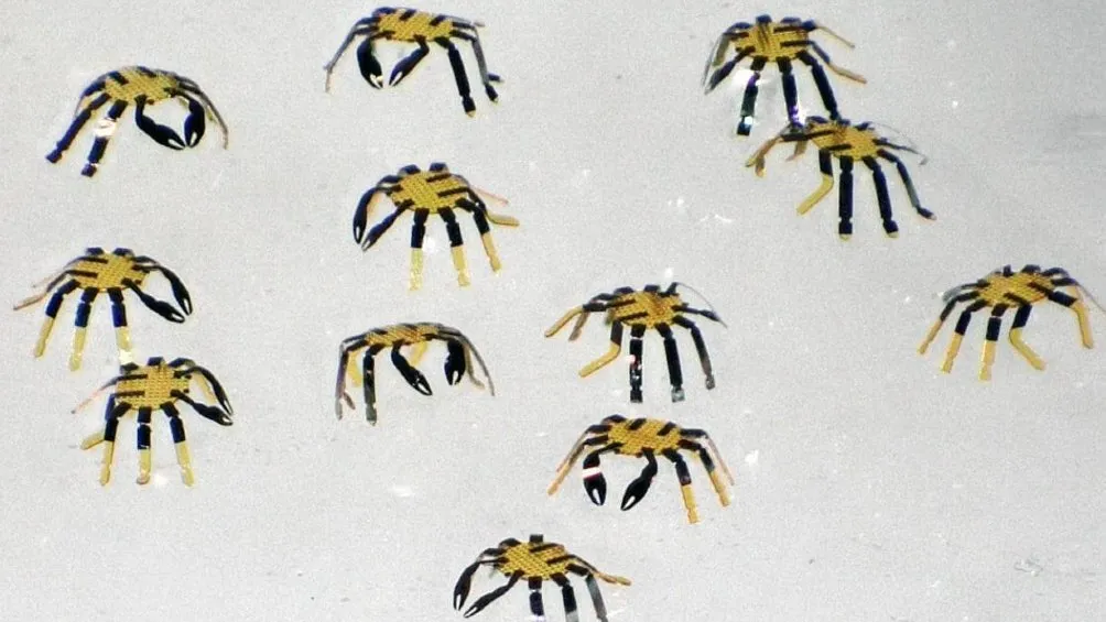 Universidad de Northwestern creó robot cangrejo