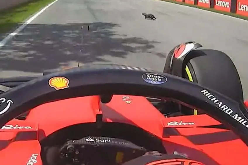 Marmota al momento de cruzar