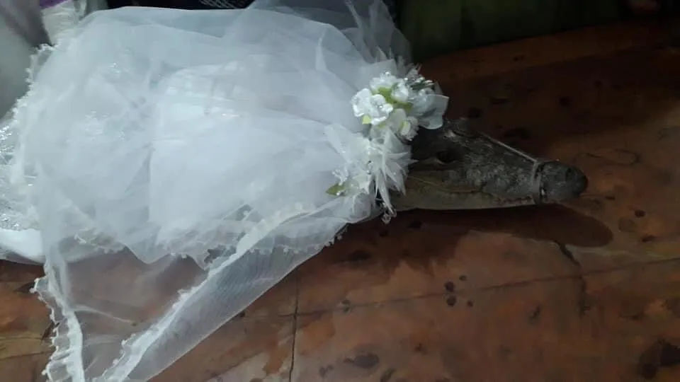 FACEBOOK: Victor Hugo Sosa Lagarto hembra de nombre Alicia Rubí