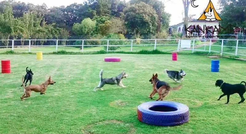 INSTAGRAM: @KANKAMP Campamento de perros
