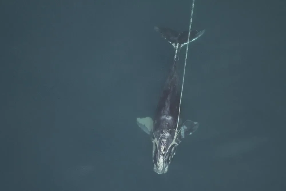 Ballena en el Atlántico