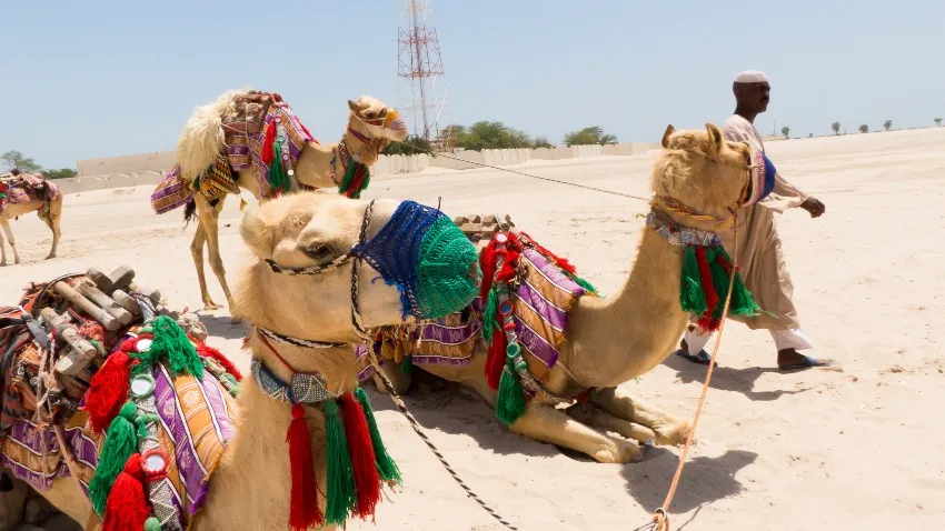 Renta de camellos en Qatar