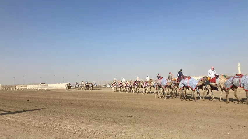 Renta de camellos en Qatar