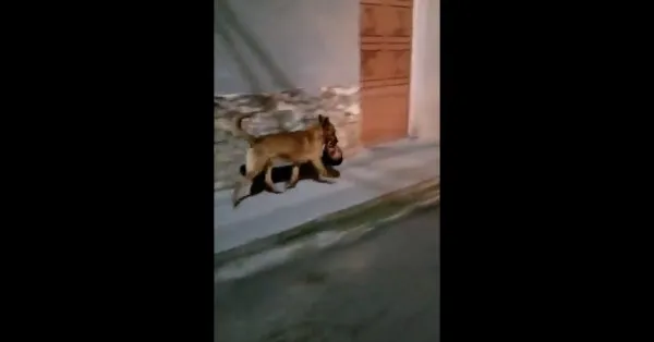 Perro se paseó con cabeza humana en el hocico por el centro de Monte Escobedo