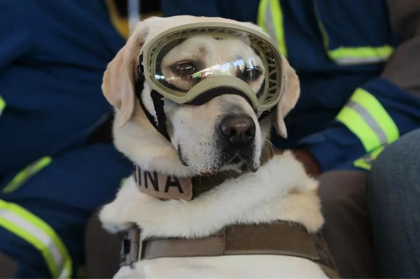 ESPECIAL Frida, perrita rescatista