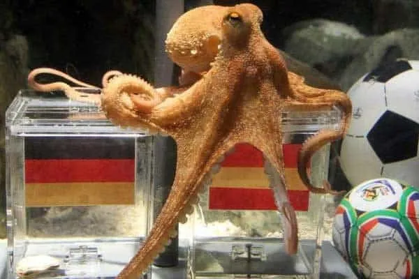 El Pulpo Paul fue la sensación en Sudáfrica 2010