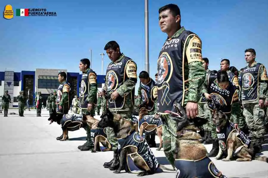 Homenaje a Proteo, perro rescatista que murió en Turquía