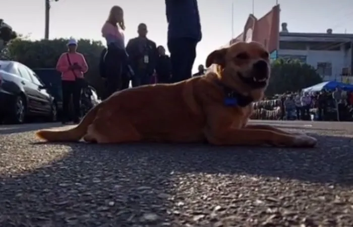 TIKTOK: @david_corre / CAPTURA DE PANTALLA El 'chicles' antes de un maratón
