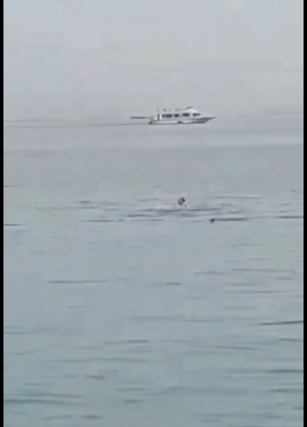 El hombre pelea con el tiburón por sobrevivir