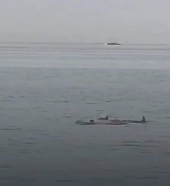 Turista ruso fue devorado por tiburón