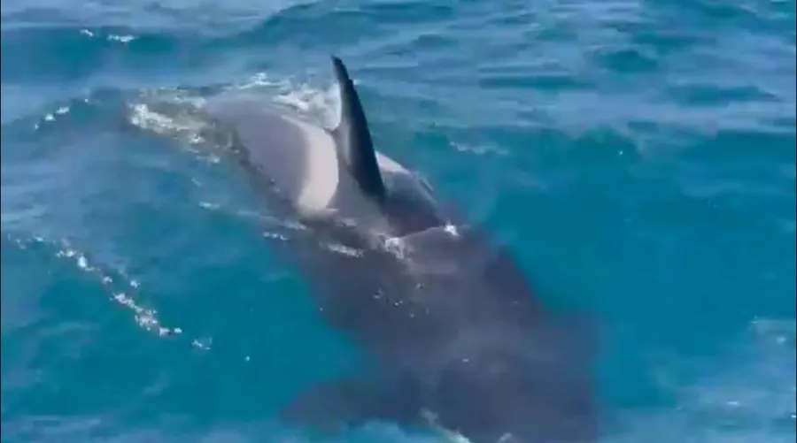 CAPTURA DE PANTALLA DEL VIDEO Orca atacando a un velero que competía en The Ocean Race Sprint